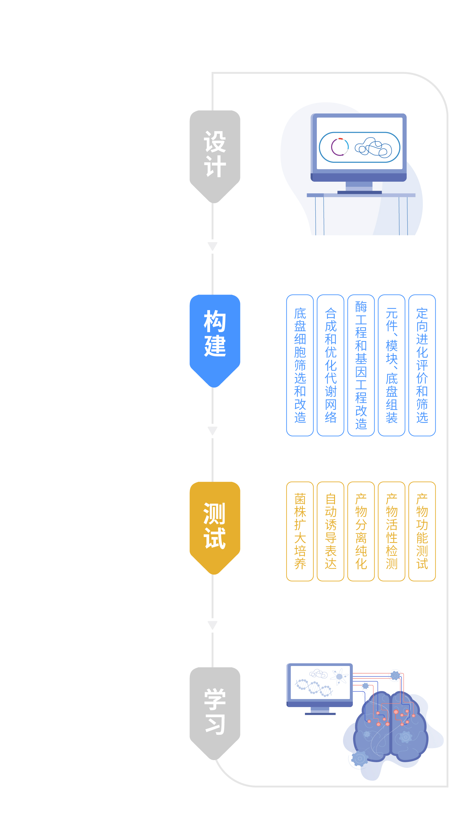 合成生物学DBTL研究范式